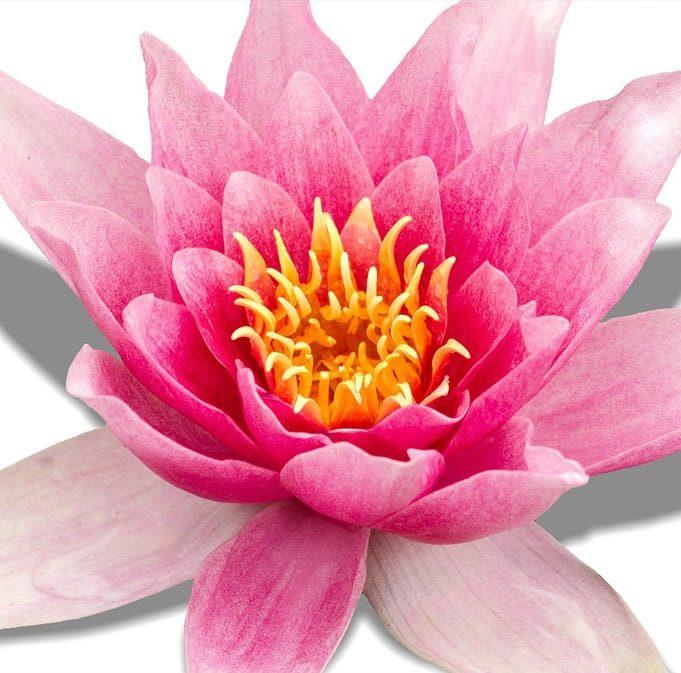 Episode #14. Midlife & Menopause: Portal of transformation